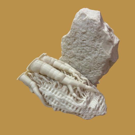 Rock Fossil